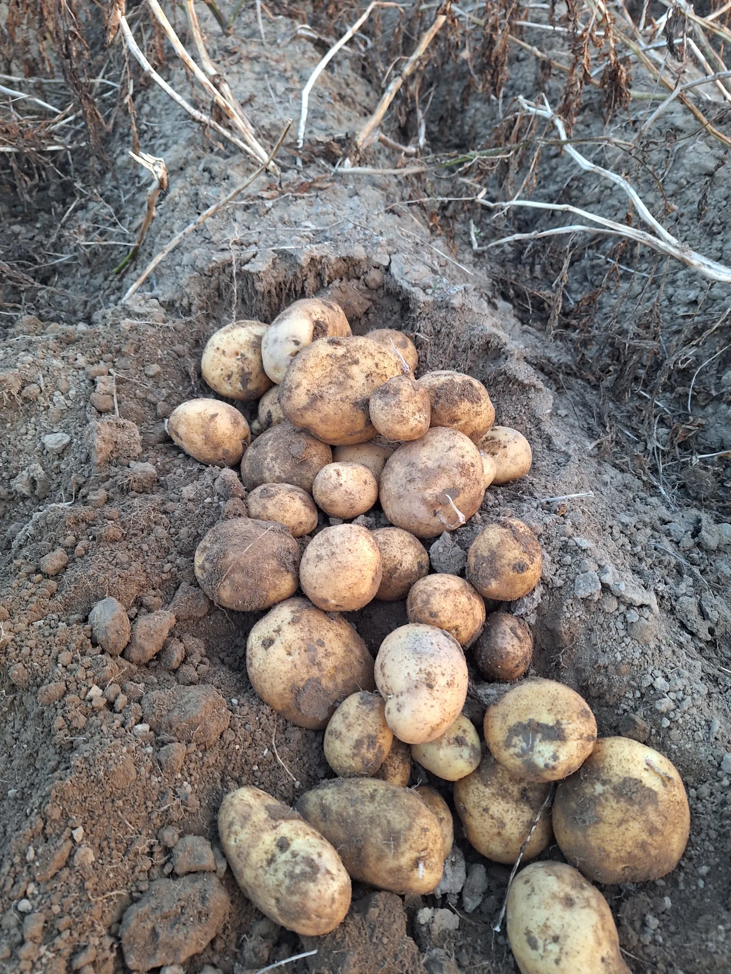 Fontane Aardappelen, 250 ton - Geschikt voor export