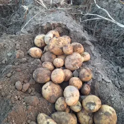Fontane Aardappelen, 250 ton - Geschikt voor export
