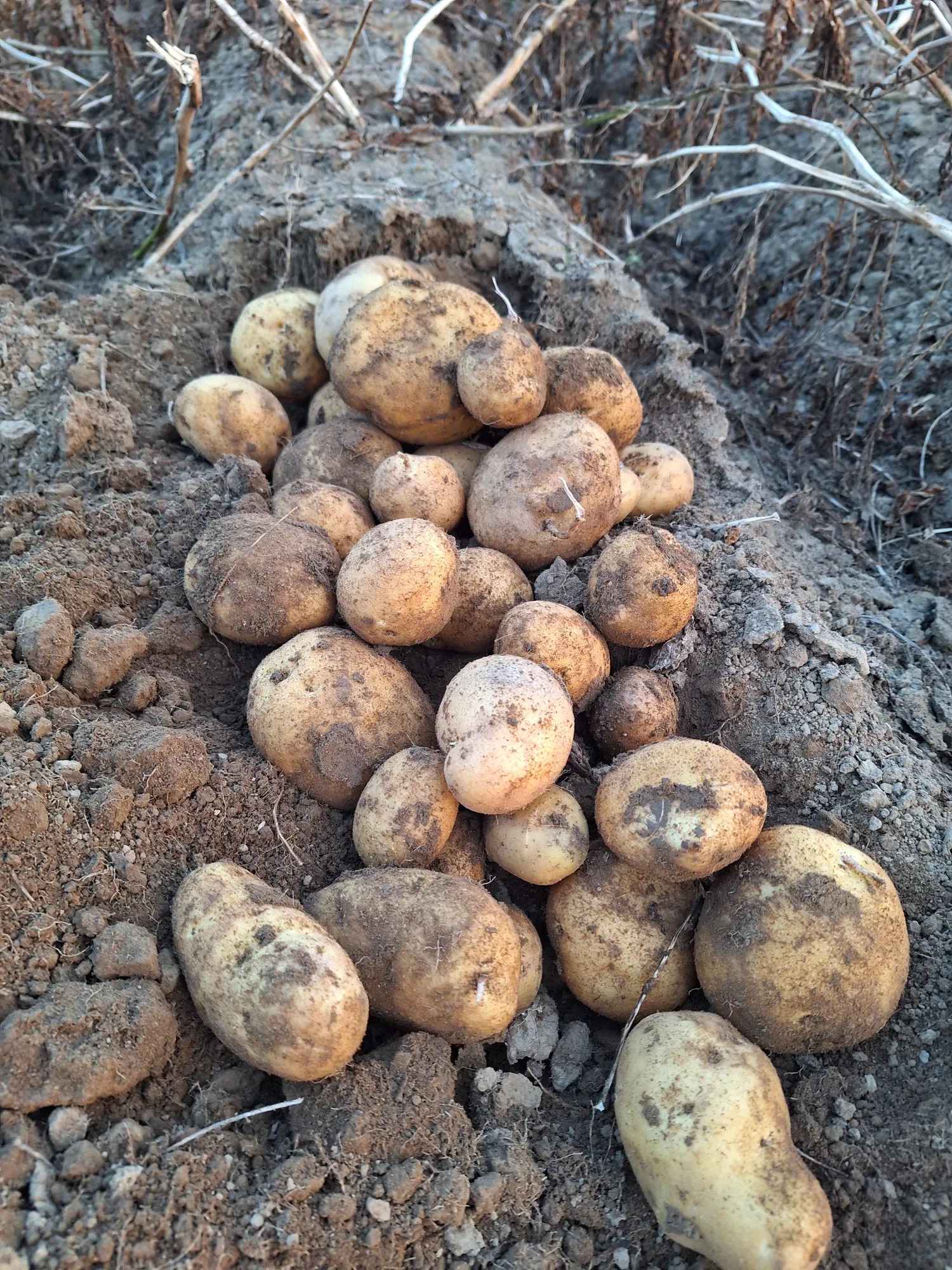 Fontane Aardappelen, 250 ton - Geschikt voor export