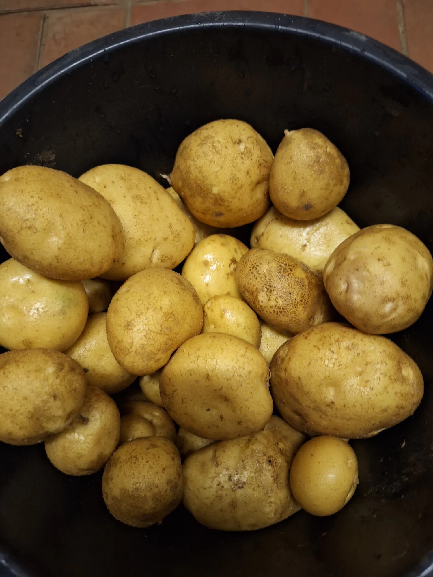 Fontane Aardappelen, 250 ton - Geschikt voor export