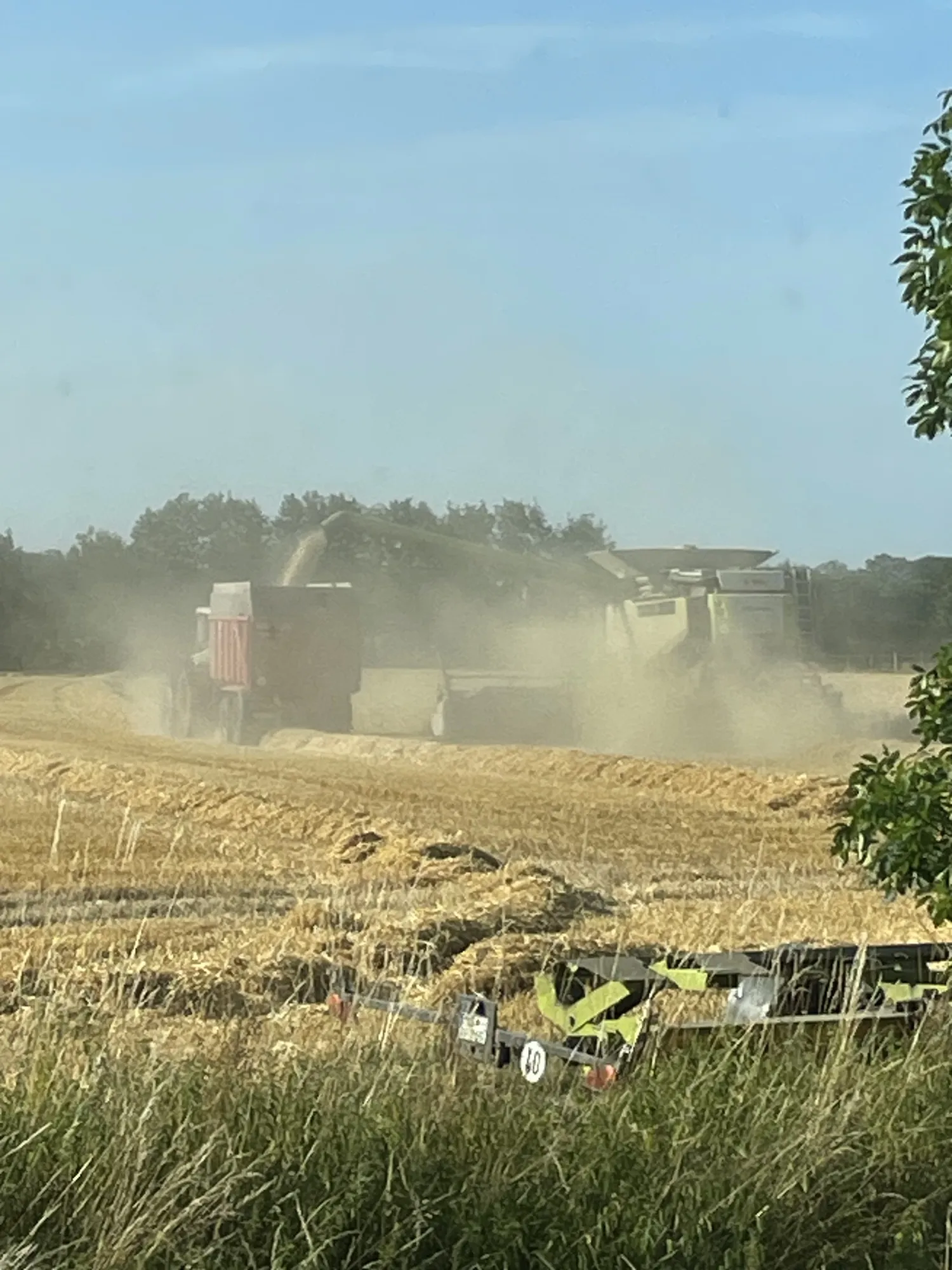 Foderhvede til salg: 300 tons, Chevignon & Keitum sorter