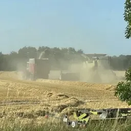 Foderhvede til salg: 300 tons, Chevignon & Keitum sorter