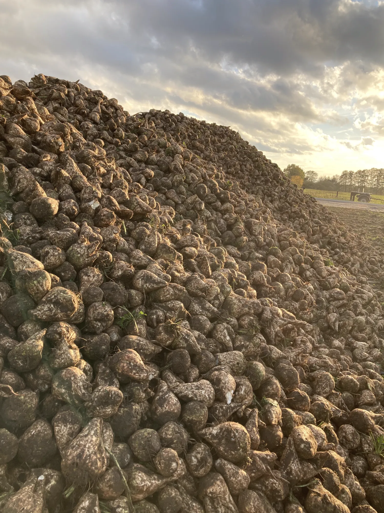 Suikerbieten te koop: 400 ton vers van het land