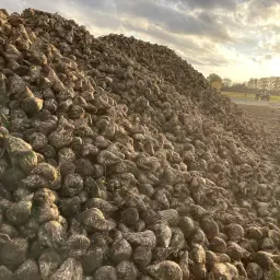 Suikerbieten te koop: 400 ton vers van het land