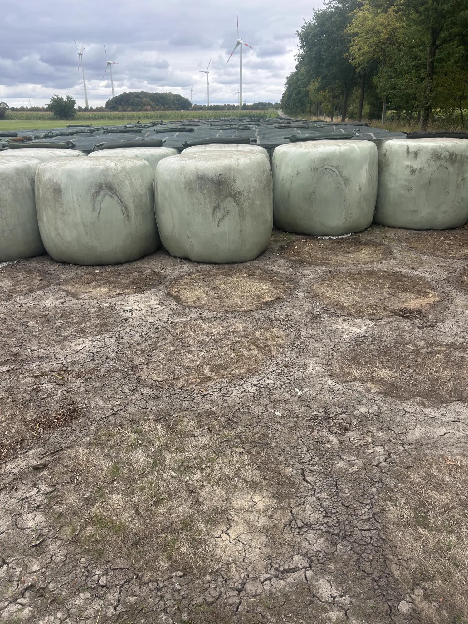 Gras- en klaverkuilvoer ronde balen, 150cm diameter