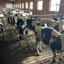 SBT-Fresser zu verkaufen, 4,5 - 5 Monate alt
