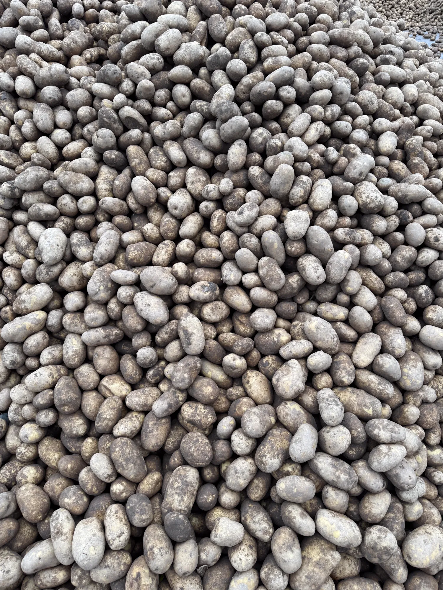 Grove Innovator aardappelen, 300 ton beschikbaar