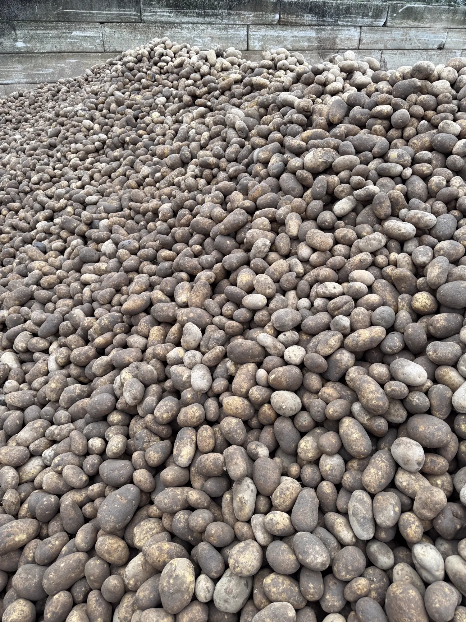 Grove Innovator aardappelen, 300 ton beschikbaar