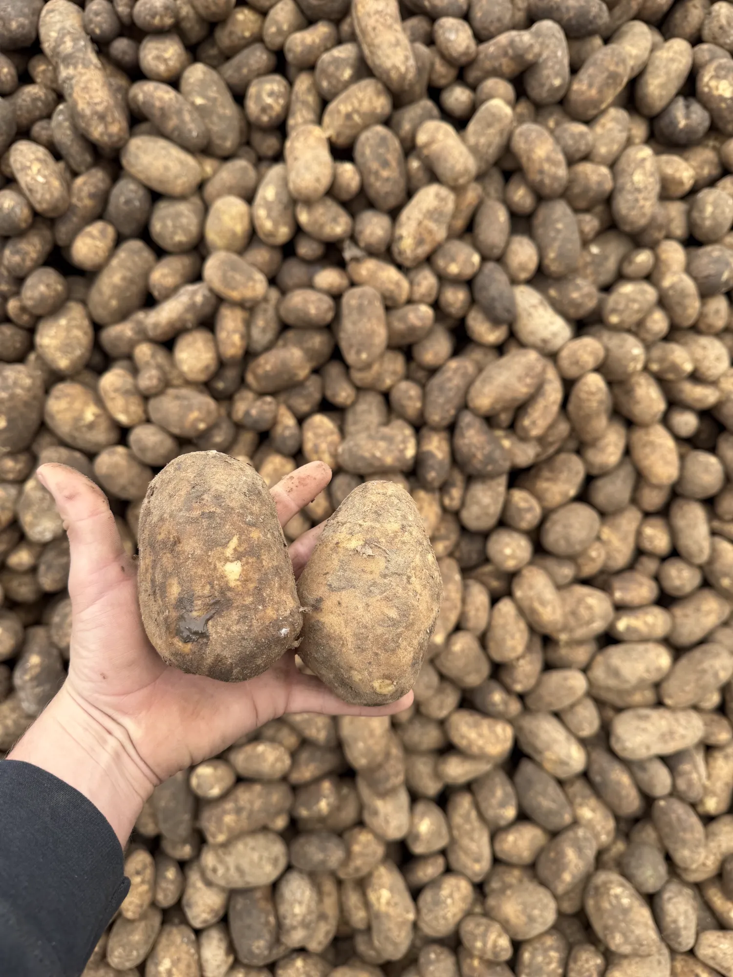 Grove Innovator aardappelen, 300 ton beschikbaar