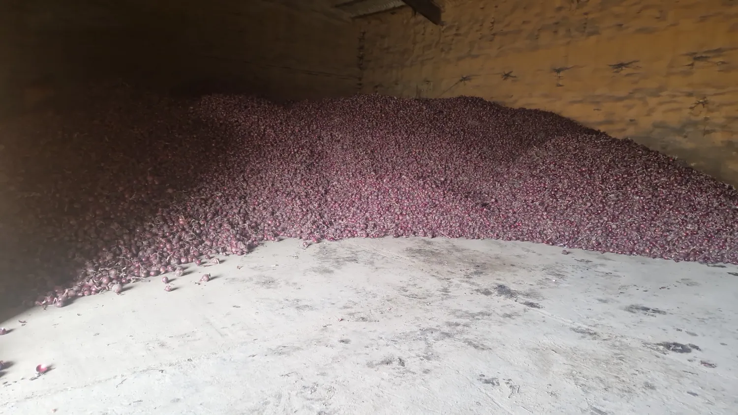 Oignons rouges Red Baron - 8 tonnes disponibles