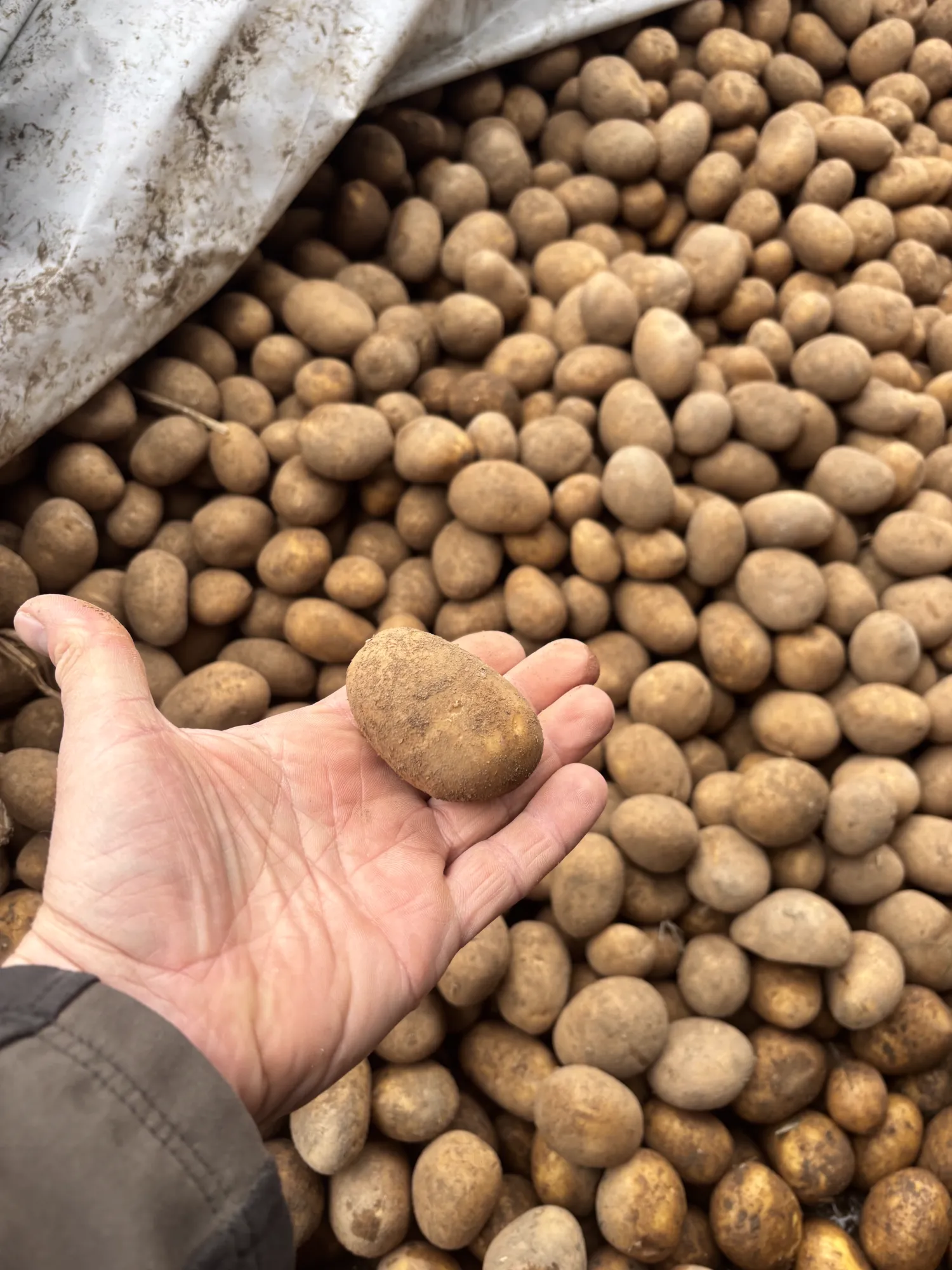 Belana Speisekartoffeln, klein | Unter 40 mm