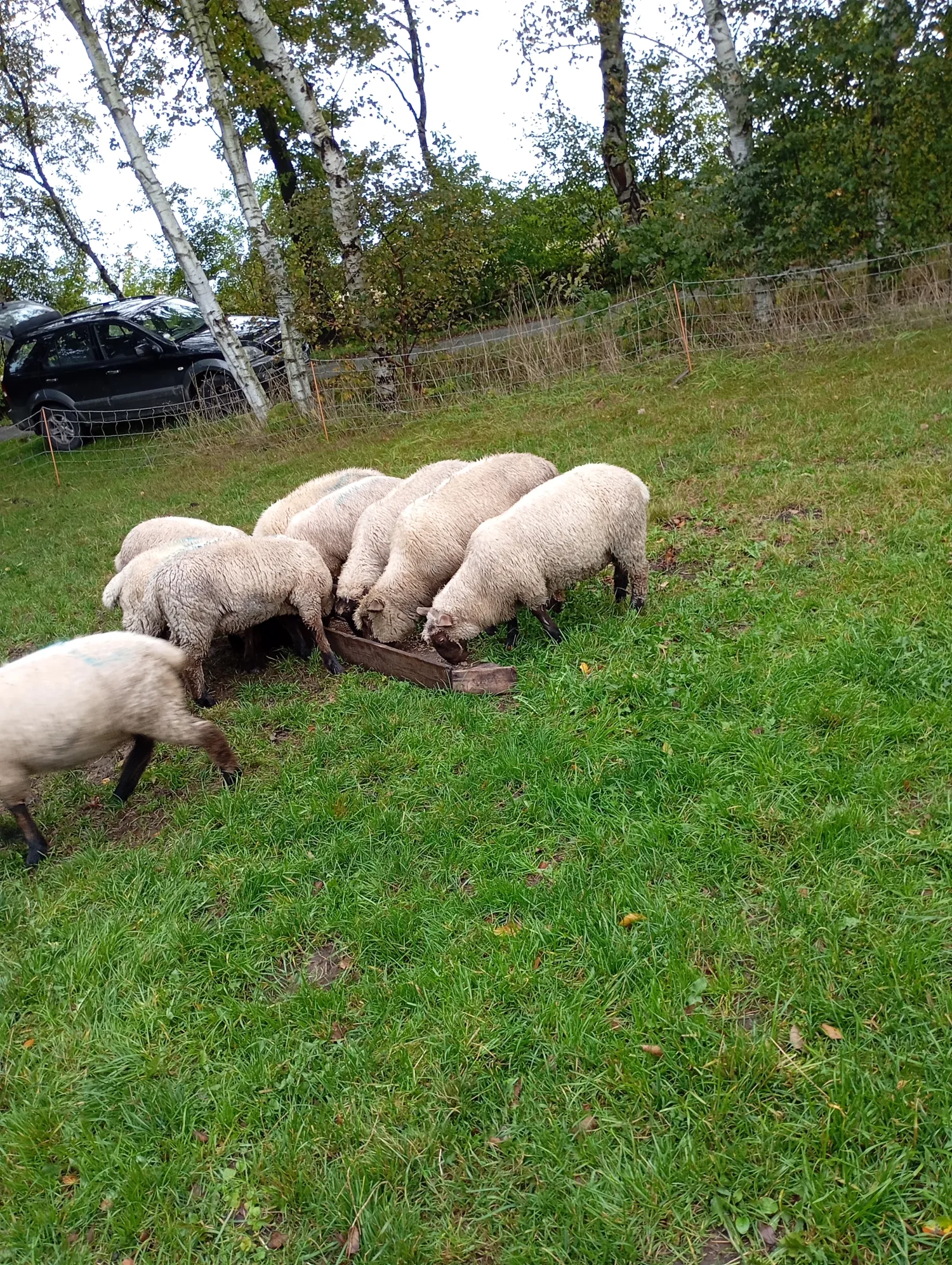 Lammböcke zu verkaufen – Schwarzkopf Charolais Mix