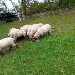 https://cdn.farmtrade.nl/media/168221/conversions/eYO4yh-thumbnail.webp