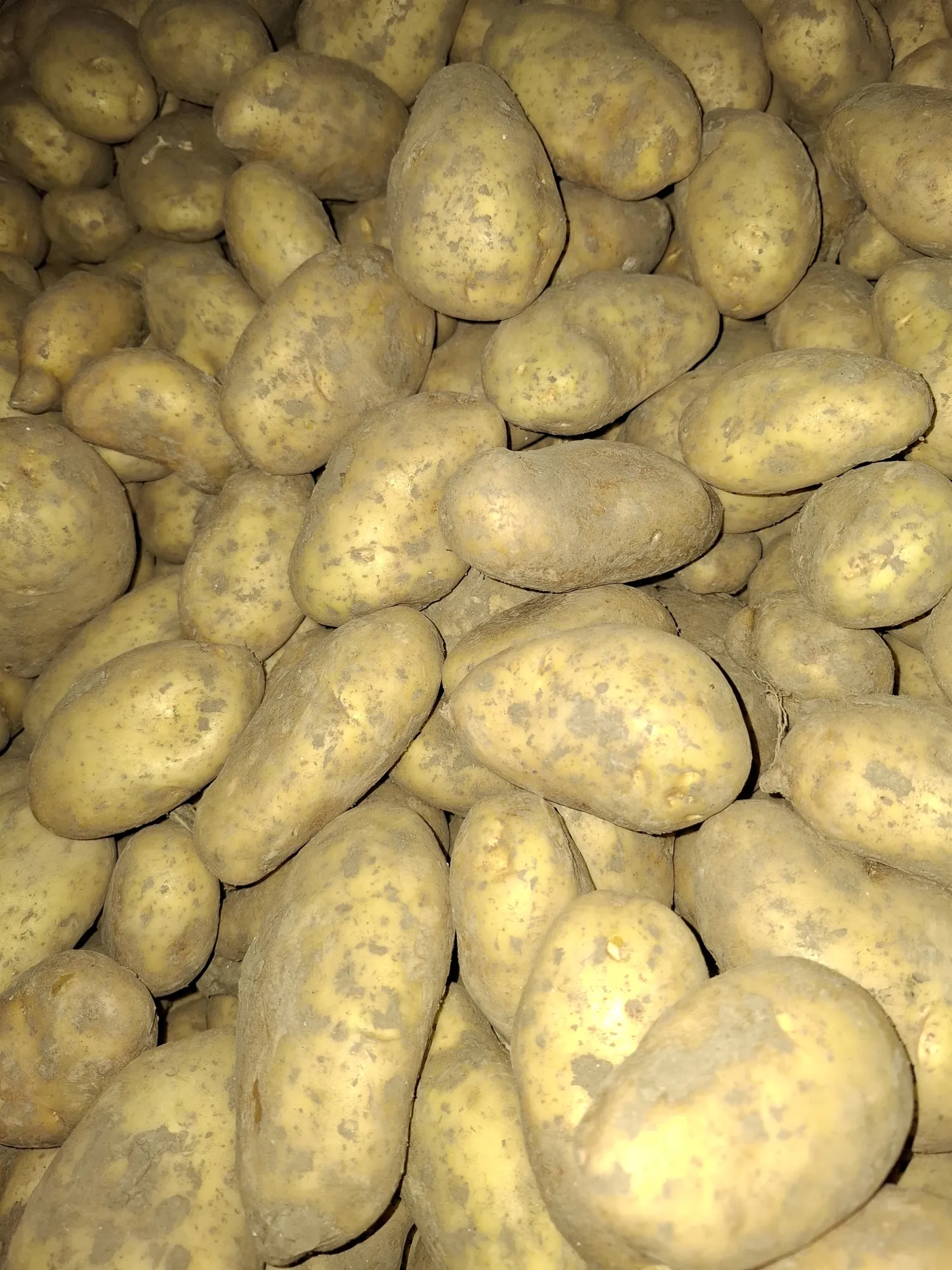 Spunta SE Aardappelen Te Koop | PMTV Vrij