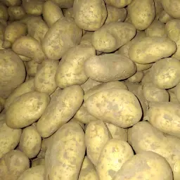 Spunta SE Aardappelen Te Koop | PMTV Vrij