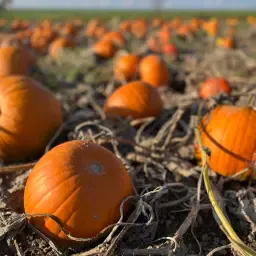 Koop Halloween pompoenen rechtstreeks van de boer