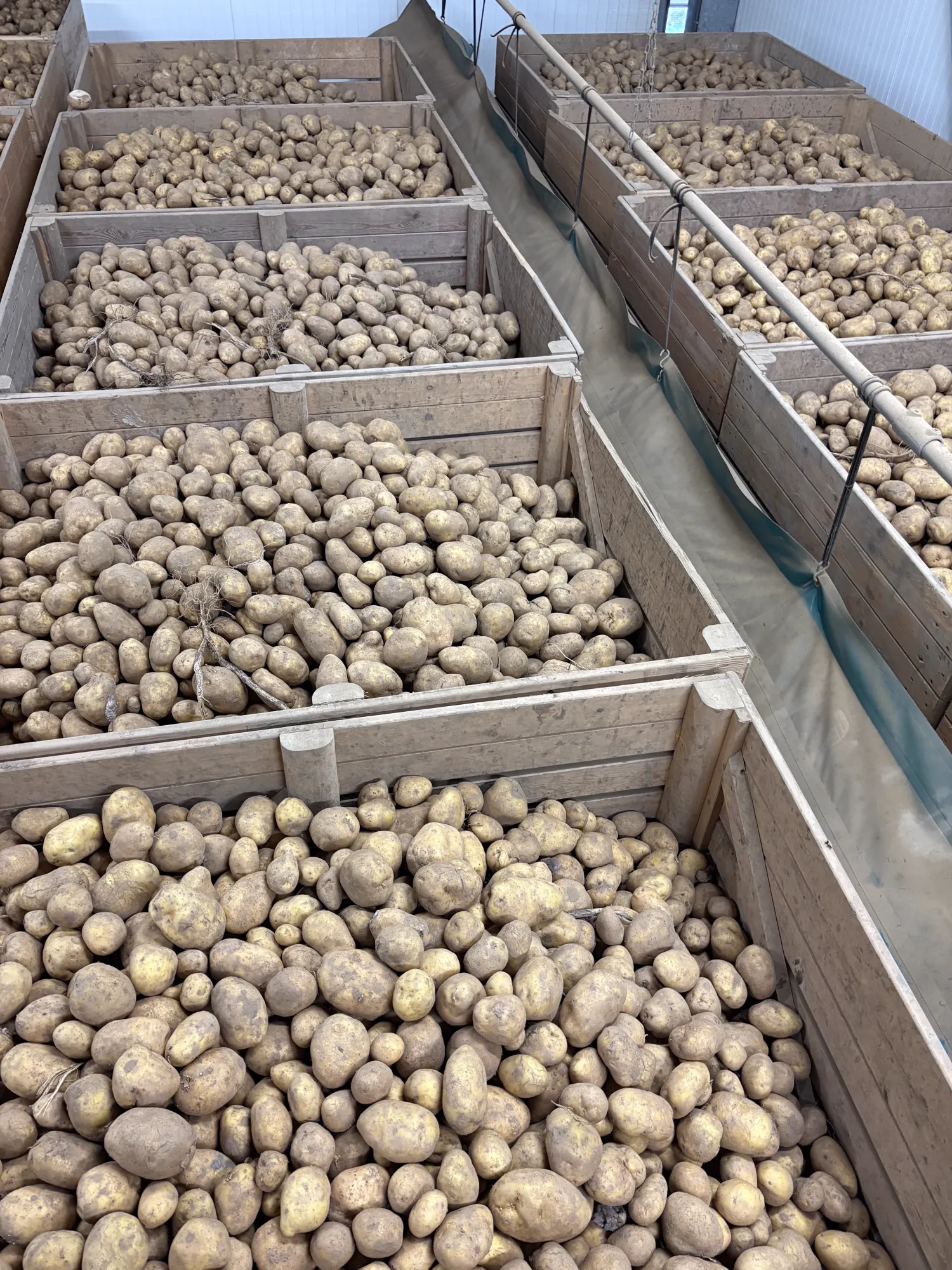 Agria aardappelen te koop: 100 ton, lichte rooischade