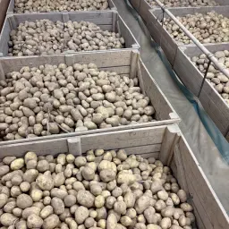 https://cdn.farmtrade.nl/media/168420/conversions/RAtQqG-thumbnail.webp