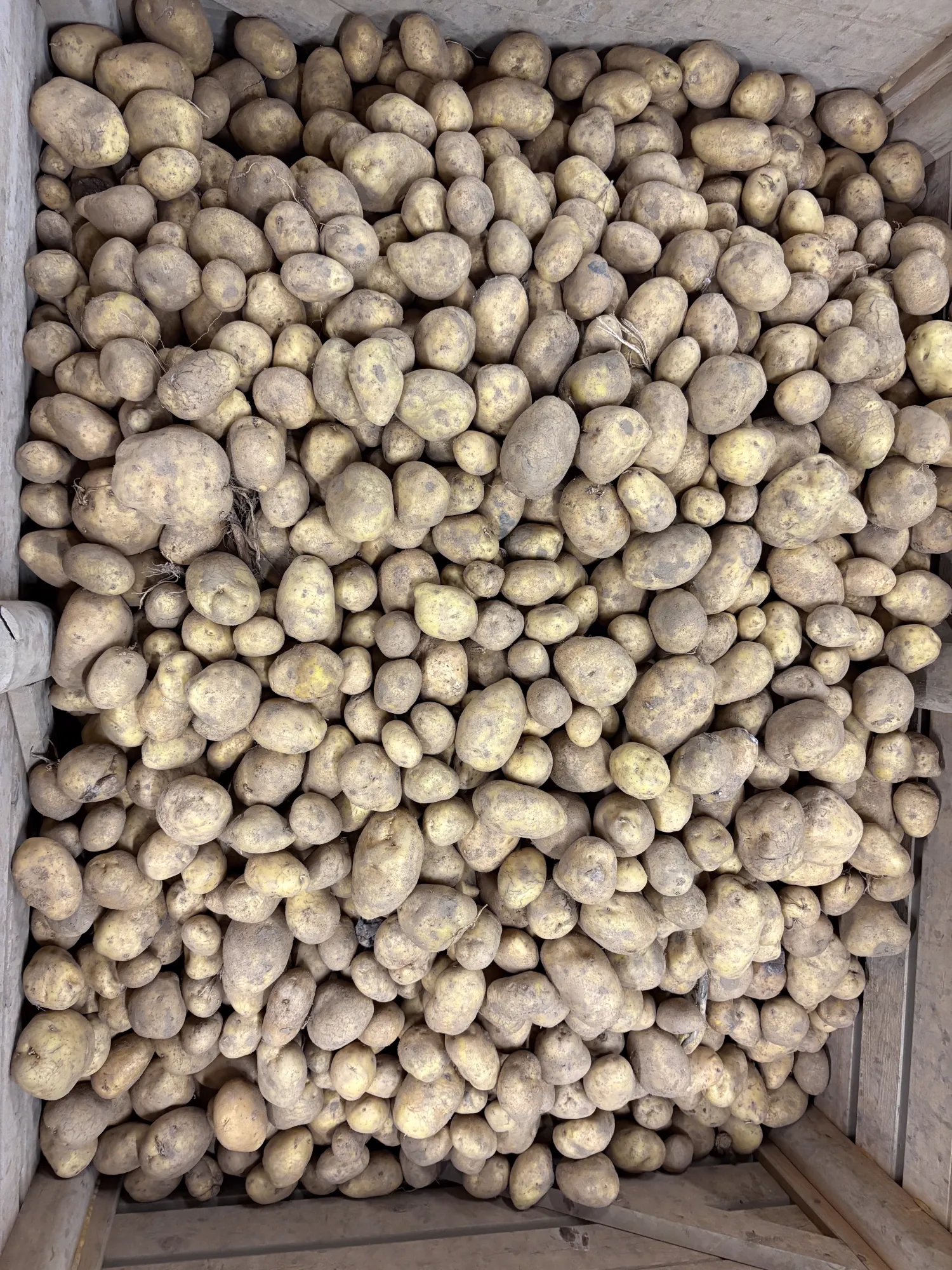 Agria aardappelen te koop: 100 ton, lichte rooischade
