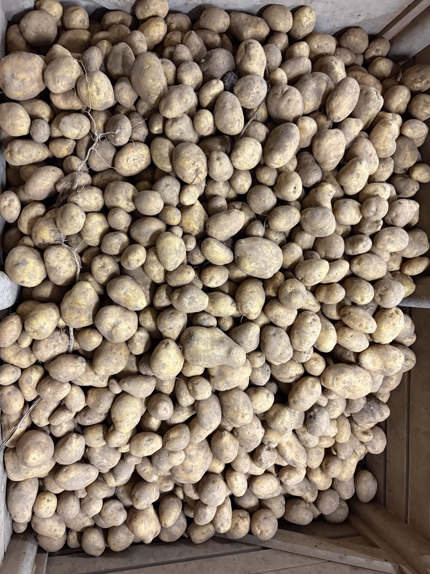 Agria aardappelen te koop: 100 ton, lichte rooischade