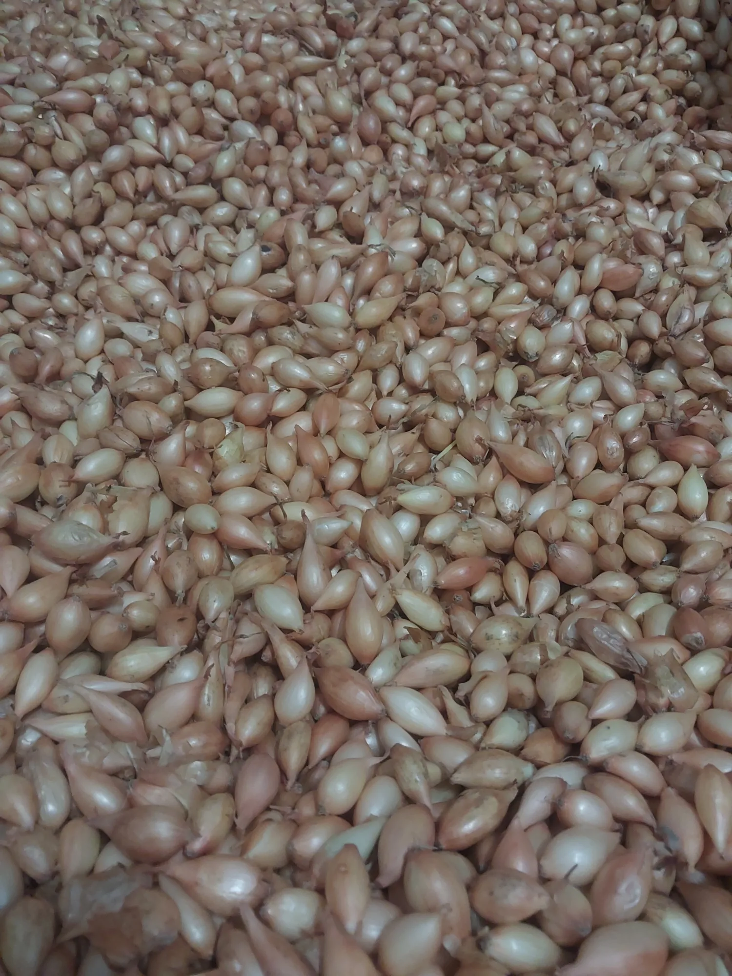 Winterplantuitjes te koop - ± 6 ton