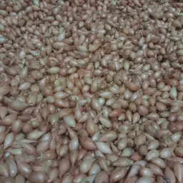 https://cdn.farmtrade.nl/media/168518/conversions/8lvUWP-thumbnail.webp