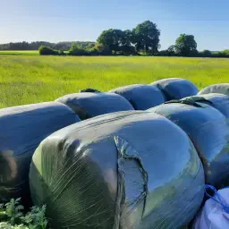 https://cdn.farmtrade.nl/media/168564/conversions/VQ2lWx-thumbnail.webp
