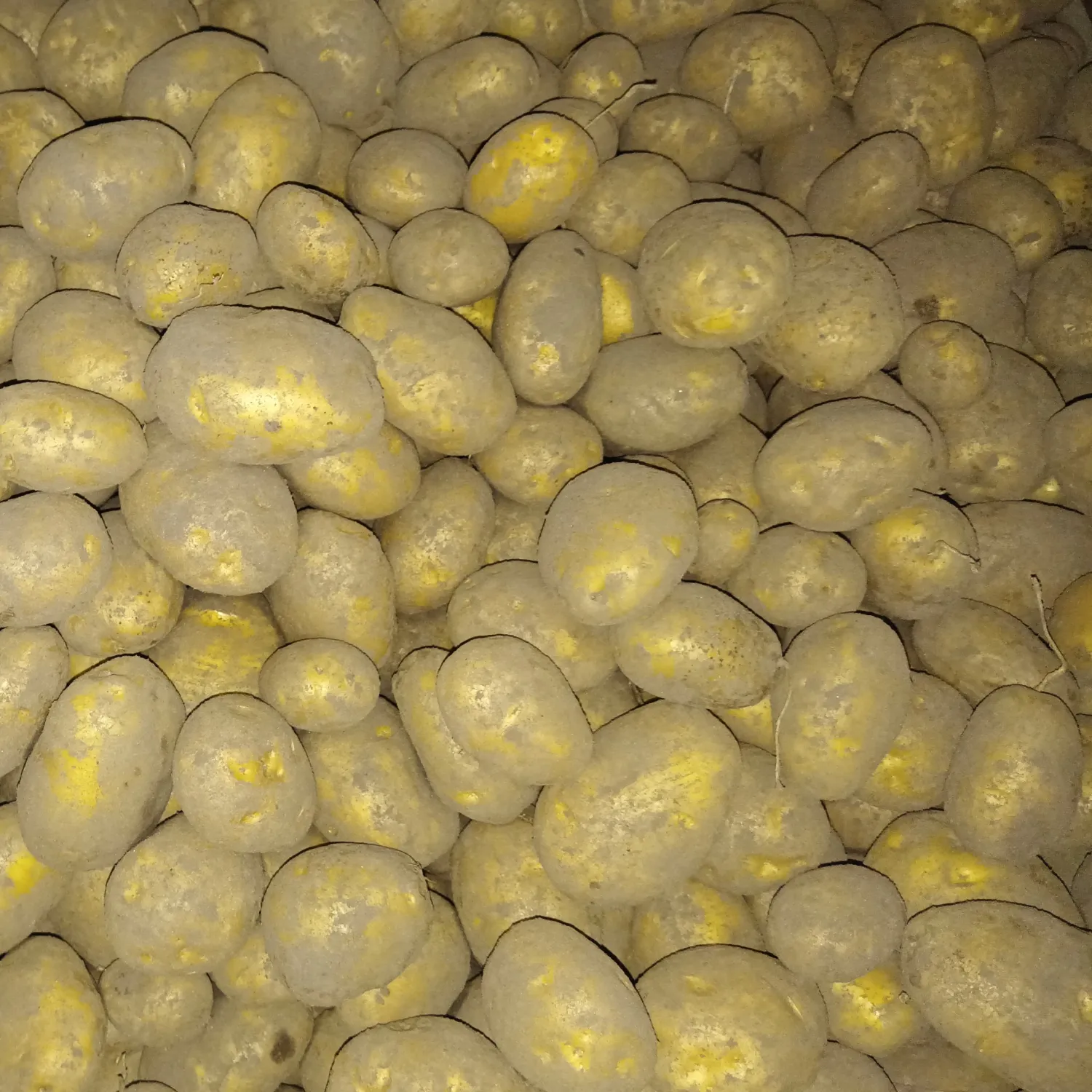 Fontane aardappelen te koop - Hoge kwaliteit, 200t beschikbaar
