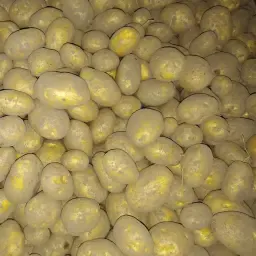 Fontane aardappelen te koop - Hoge kwaliteit, 200t beschikbaar