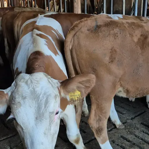 Fleckvieh Jungrinder zu verkaufen – Top Genetik, Herdbuch