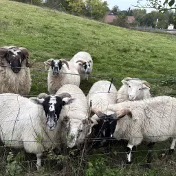 https://cdn.farmtrade.nl/media/168689/conversions/QYC1HQ-thumbnail.webp
