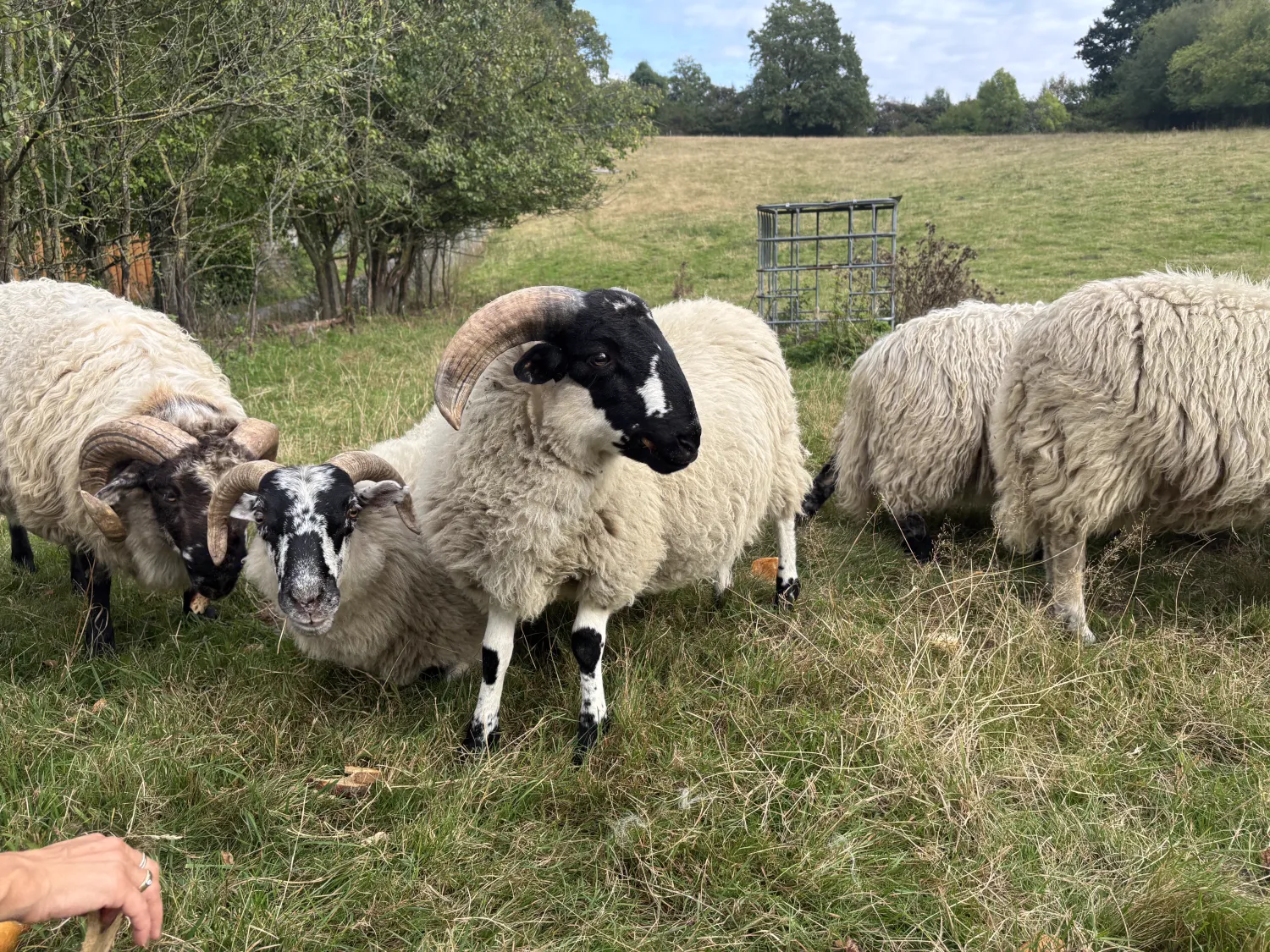 Scottish Blackface Lammer zu verkaufen