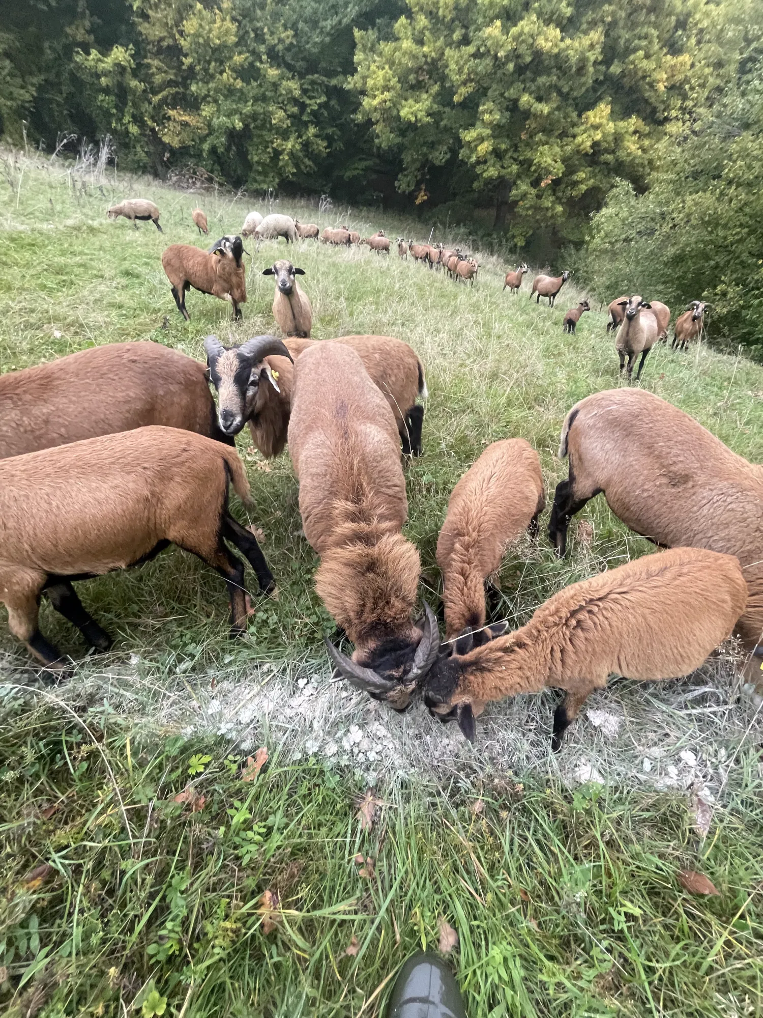 Kamerunschafe Herde zu verkaufen - 40 Tiere
