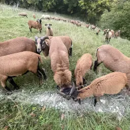 https://cdn.farmtrade.nl/media/168709/conversions/lNH6p5-thumbnail.webp