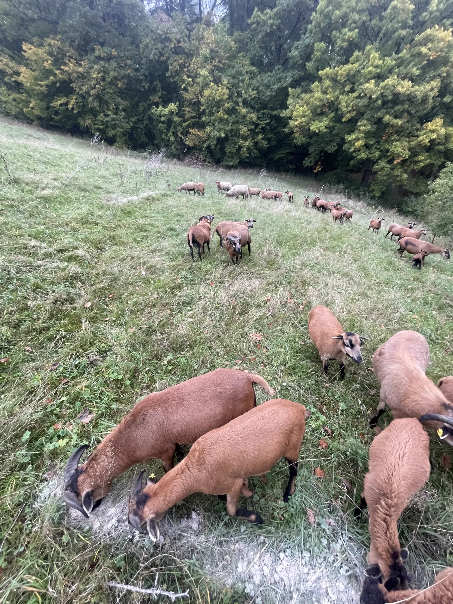 Kamerunschafe Herde zu verkaufen - 40 Tiere