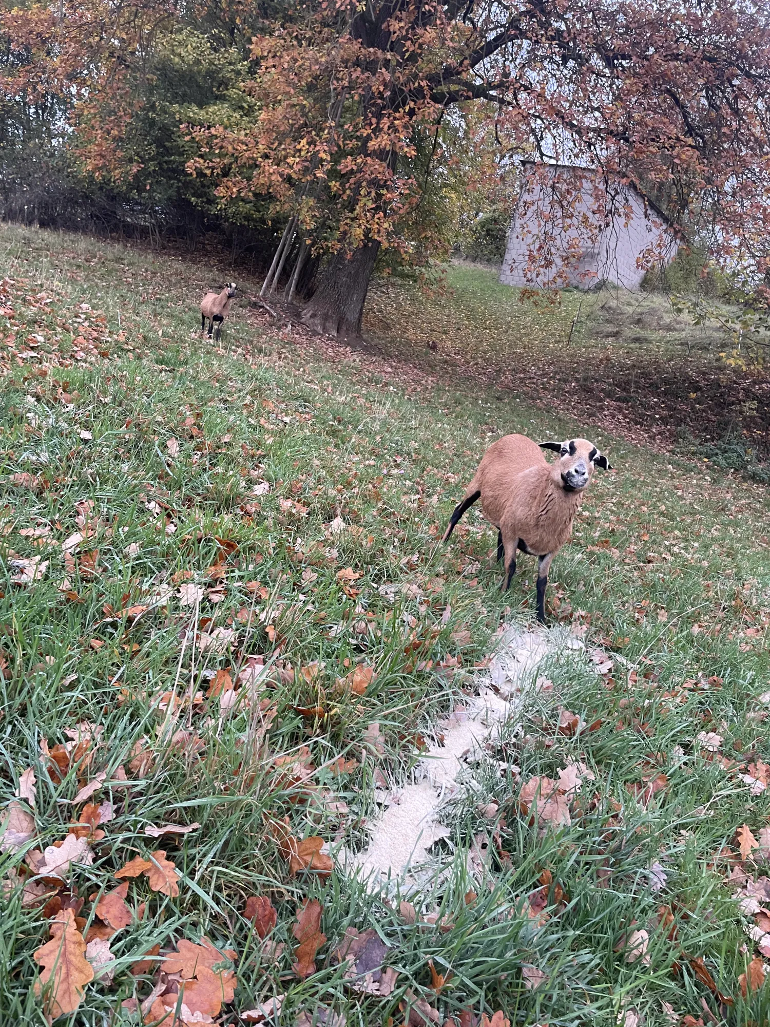 Kamerunschafe Herde zu verkaufen - 40 Tiere