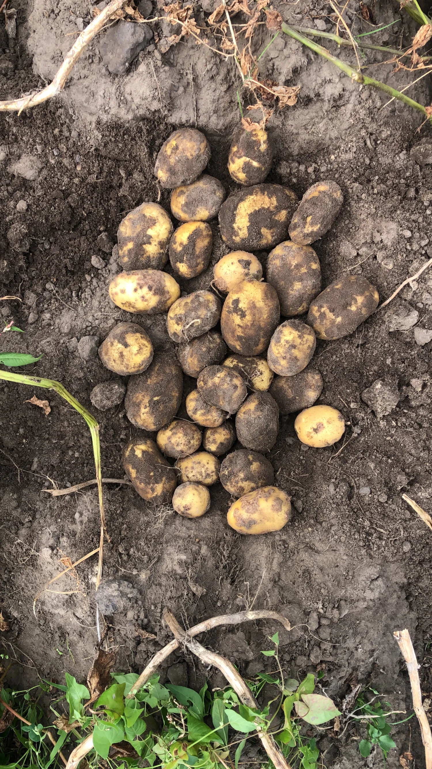 Agria aardappelen te koop - 150 ton beschikbaar