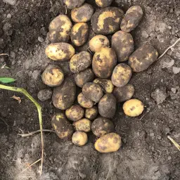 https://cdn.farmtrade.nl/media/168720/conversions/Jg0xpq-thumbnail.webp