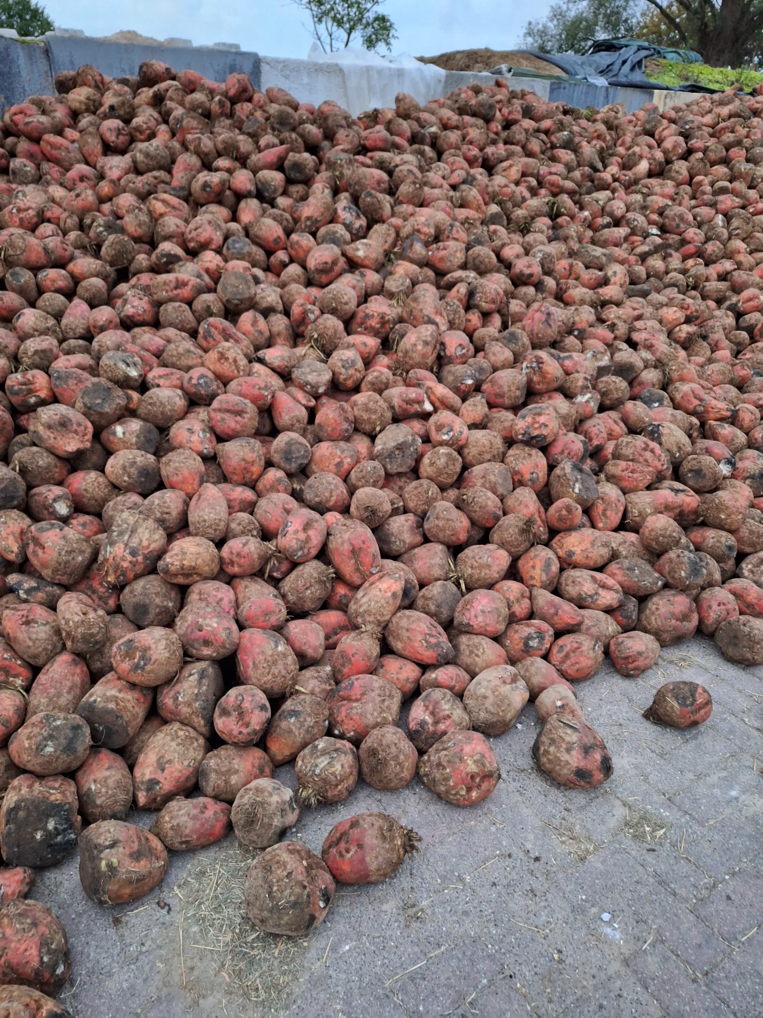 Voederbieten te koop