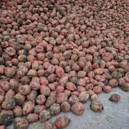 https://cdn.farmtrade.nl/media/168743/conversions/NXVHr8-thumbnail.webp