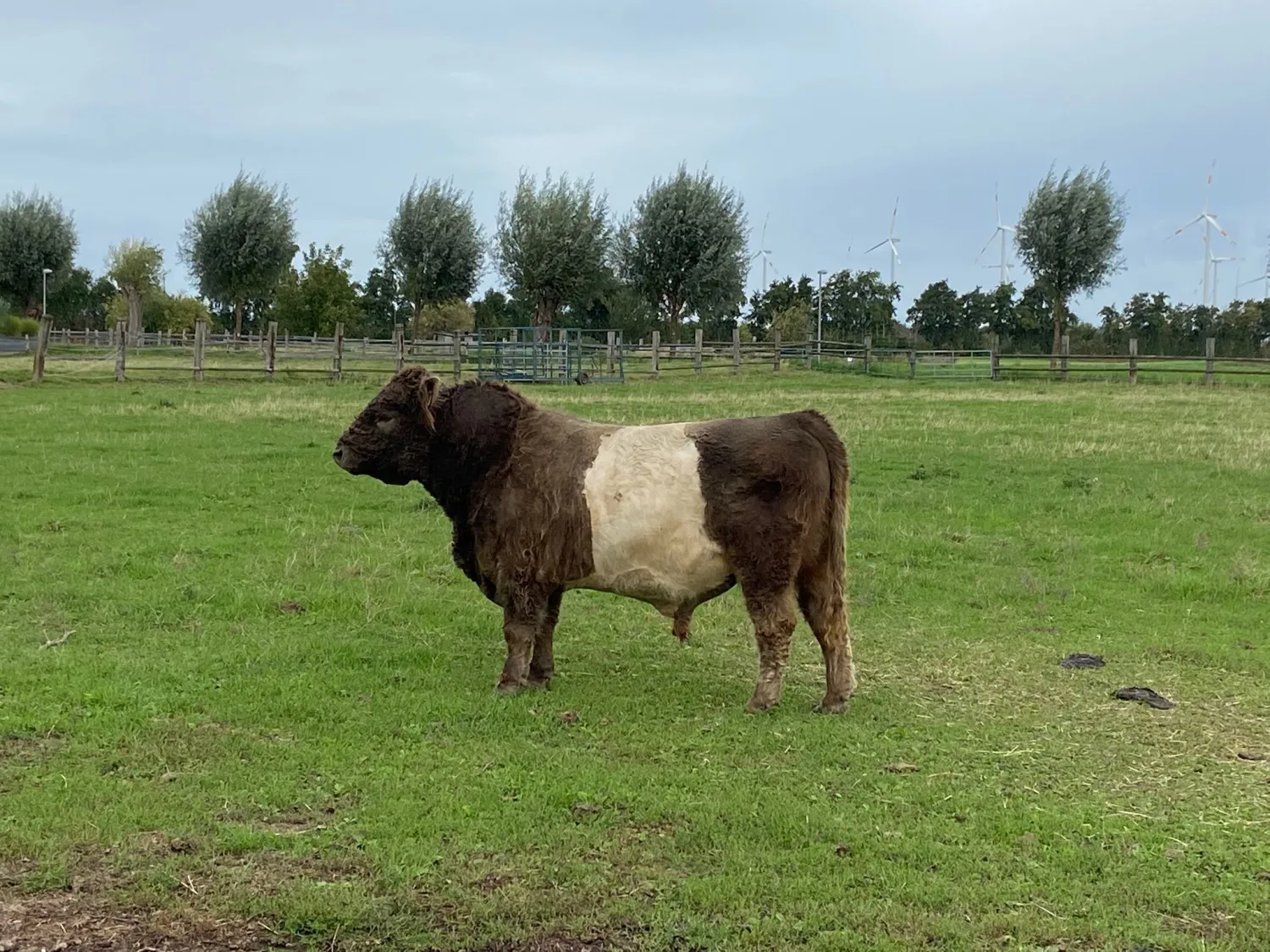 Galloway Zuchtbulle zu verkaufen