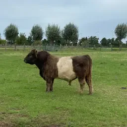 https://cdn.farmtrade.nl/media/168746/conversions/3IgFxd-thumbnail.webp