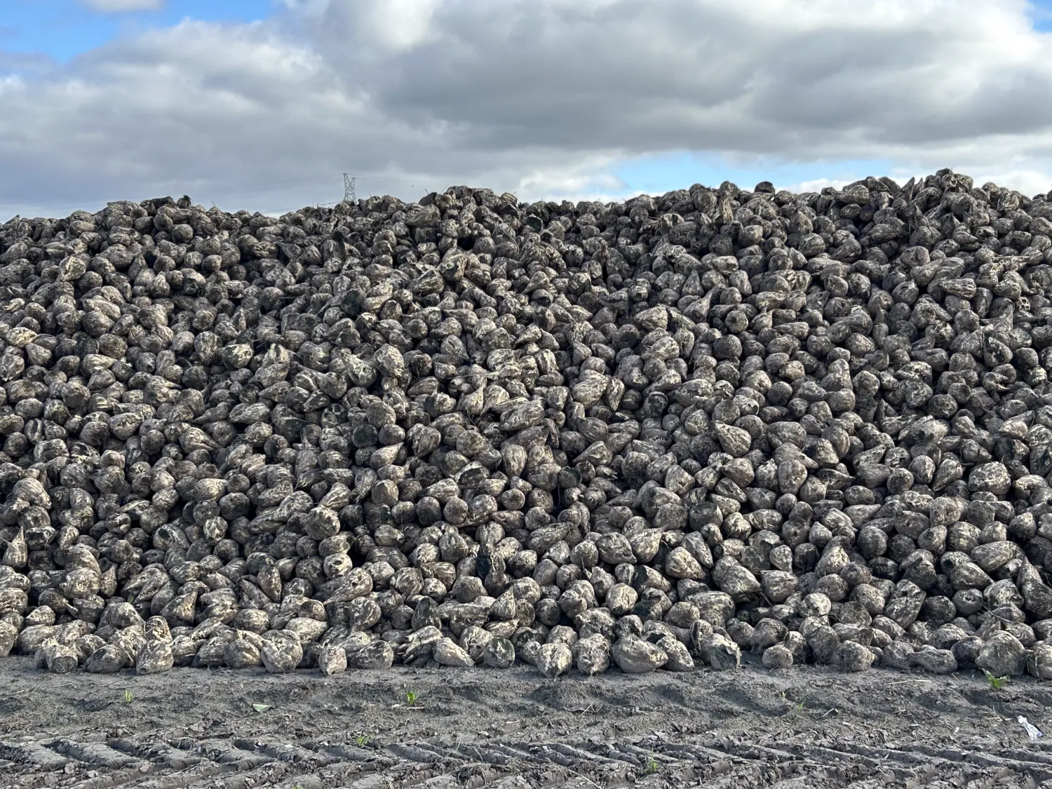 Suikerbieten te koop - Hoog suikergehalte, ca. 4 hectare