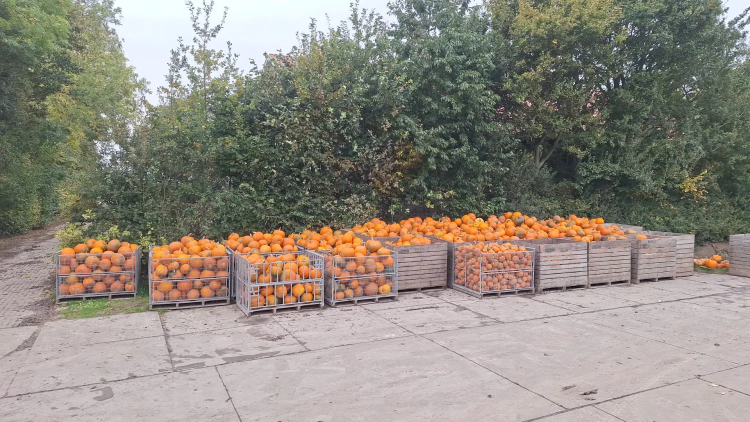 Biologische Halloween Pompoenen te Koop