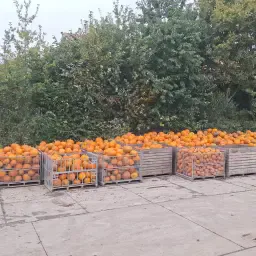 https://cdn.farmtrade.nl/media/168877/conversions/ysP4QA-thumbnail.webp