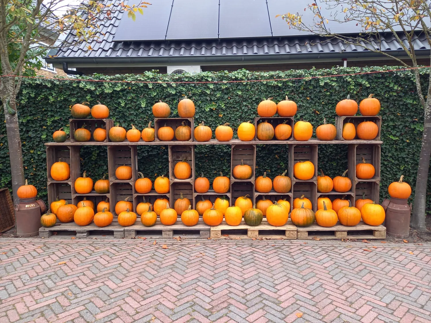 Biologische Halloween Pompoenen te Koop