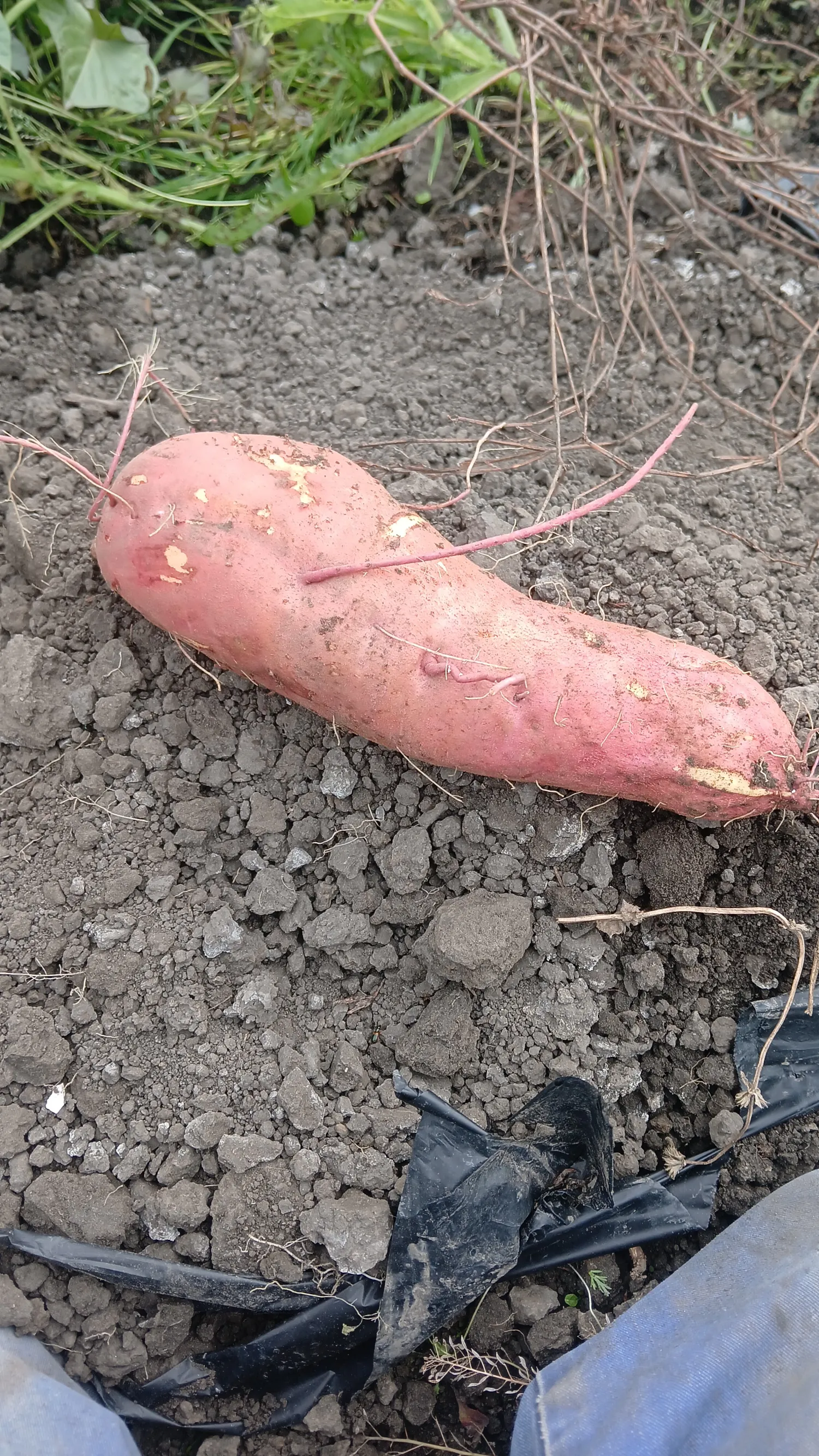 Zoete Aardappelen Kopen | Verse oogst in kleine verpakking