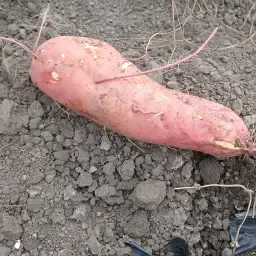 https://cdn.farmtrade.nl/media/168904/conversions/YfcIrY-thumbnail.webp