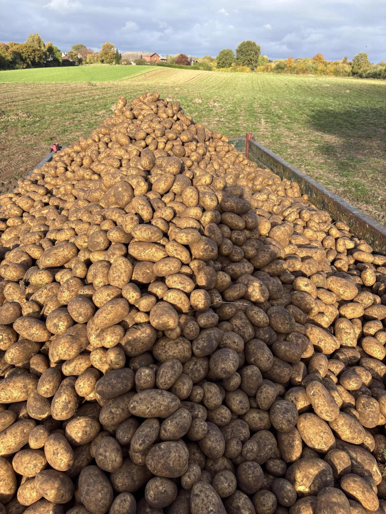 Organic Potatoes, Otolia Variety, 75 t, Naturland Certified