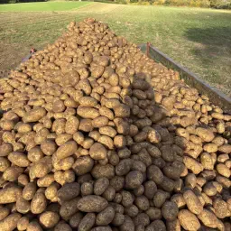 Biologische Friet Aardappelen, Otolia Soort – 75 Ton Beschikbaar
